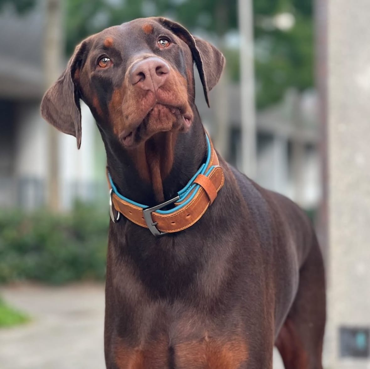 Dobermann met opgeheven kop en een blauw-bruine leren halsband, op straat