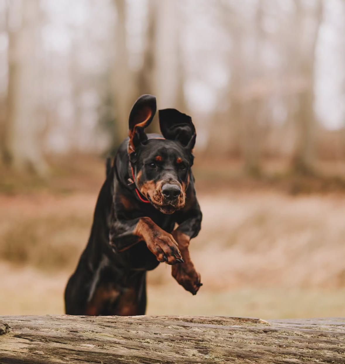 Zwart-bruine hond in sprong over een boomstam, met een wazige bosachtergrond