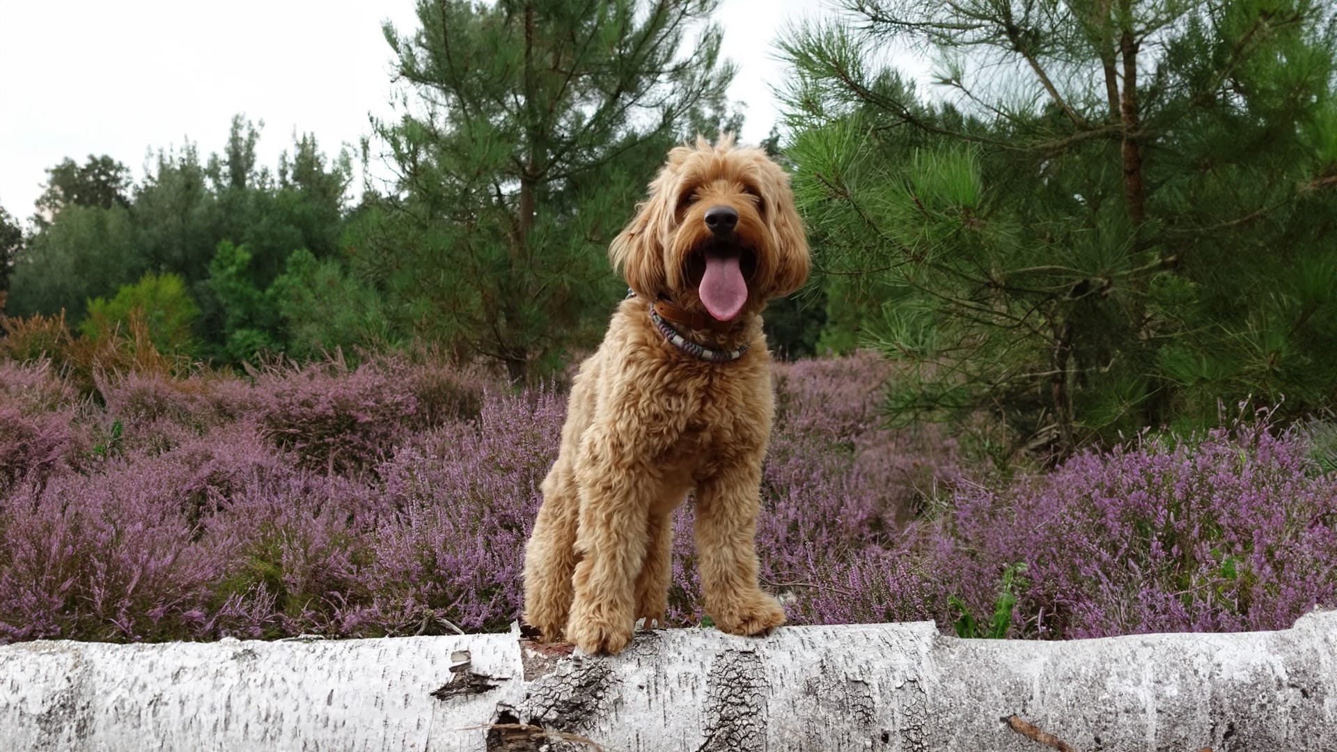 Bruine hond met krullend vacht zittend op een berkenstam in een paars heideveld